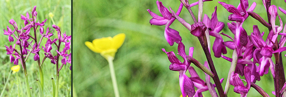 Fiche florale de l'Orchis  fleurs lches