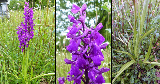 Fiche florale de l'anacamptis x alata