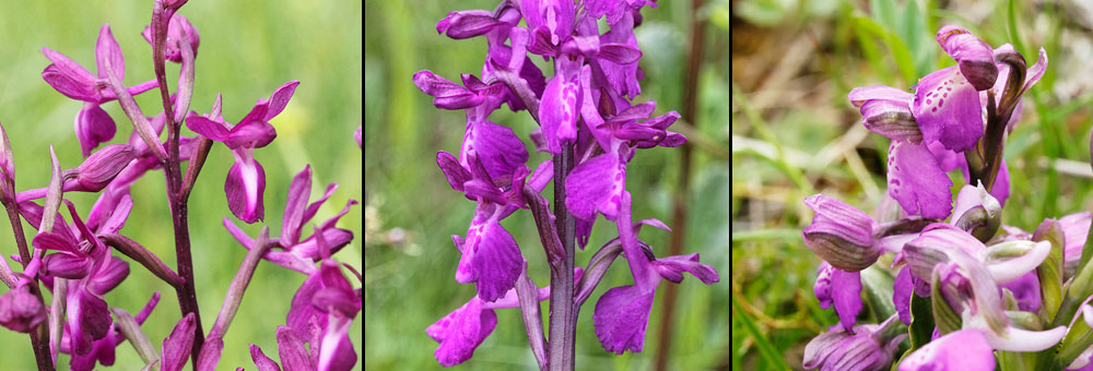 Fiche florale de l'Orchis alata