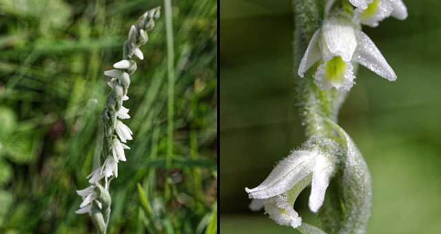 Fiche florale du Spiranthe d'automne