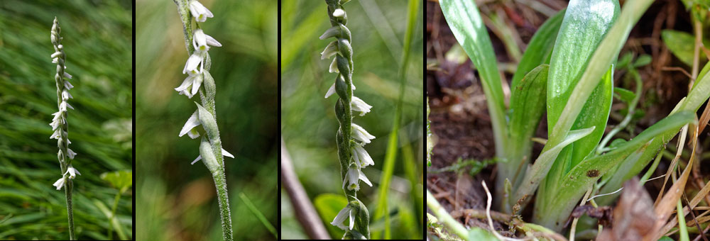 Fiche florale du Spiranthe d'automne