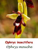 Ophrys mouche