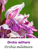 Orchis militaire