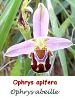 Ophrys abeille