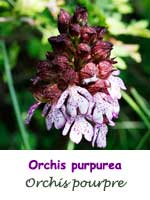 Orchis pourpre