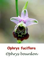 Ophrys bourdon