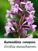 Orchis moucheron