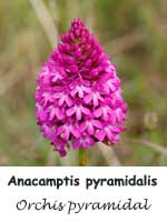 Orchis pyramidal