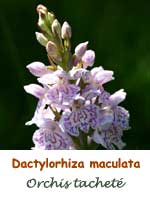 Orchis tacheté