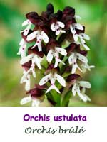 Orchis brûlé