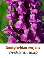 Orchis de mai