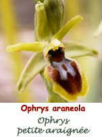 Ophrys petite araignée