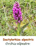 Orchis alpestre