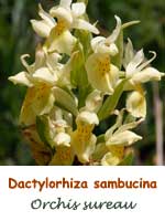 Orchis sureau