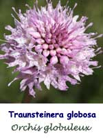 Orchis globuleux