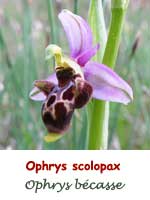 Ophrys bécasse