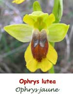 Ophrys jaune