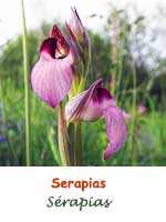 Serapias