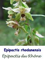 Epipactis du Rhône