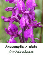 Orchis alata