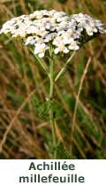 Achillée millefeuille