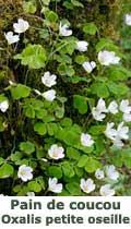 Oxalis petite Oseille