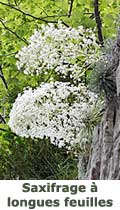 Saxifrage à longues feuilles