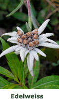 Edelweiss