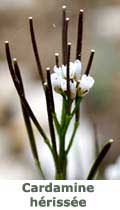 Cardamine hérissée