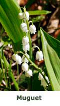 Muguet de mai