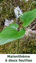 Morelle noire