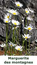 Marguerite des montagnes