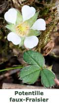 Potentille faux Fraisier