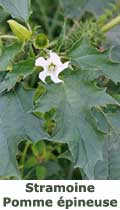 Datura stramoine