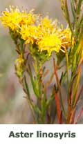 aster linosyris