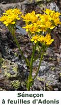 Séneçon à feuilles d'Adonis