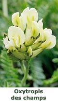 Oxytropis des champs