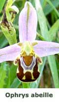 Ophrys abeille