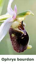 Ophrys bourdon