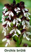 Orchis brûlé