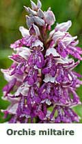 Orchis militaire