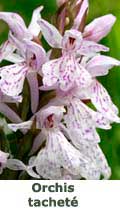 Orchis tacheté