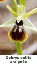 Ophrys abeille