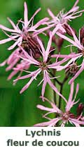 Lychnis fleur de coucou