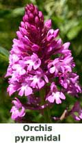 Orchis pyramidal