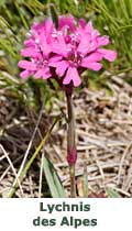 Lychnis des Alpes