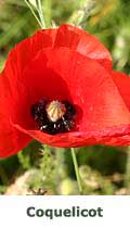 Coquelicot