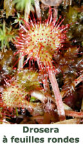 Drosera