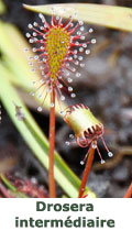 Drosera intermédiaire