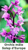 Orchis male